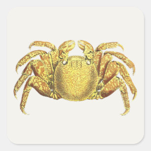 Sticker Carré Œuvre d'art côtière nautique vintage crabe variegé