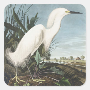 Sticker Carré Œuvre d'art vintage d'Audubon sur l'aigrette neige