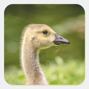 Sticker Carré Oie canadienne (Gosling)