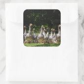 Sticker Carré Oies dans l'autocollant de Dordogne (Sac)