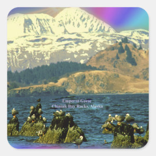 Sticker Carré Oies empereur sur la baie Chiniak près de Chiniak,