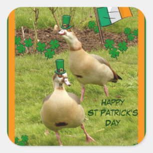 Sticker Carré Oies exécutant une petite danse irlandaise