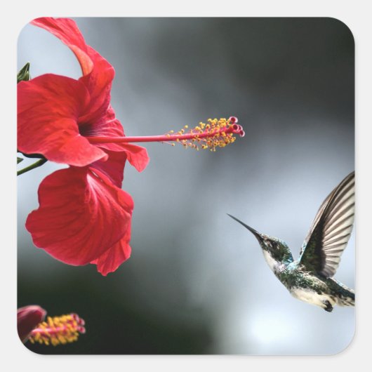 Sticker Carré Oiseau de Humming et Fleur Rouge (Devant)