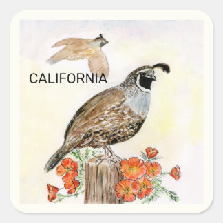 Sticker Carré Oiseau et fleur de l'état de Californie