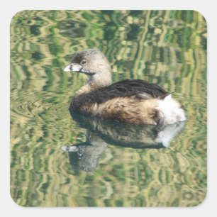 Sticker Carré Oiseau Photo Petite Grebe Réflexion de l'eau Natur