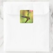 Sticker Carré Oiseau rose de colibri (Sac)