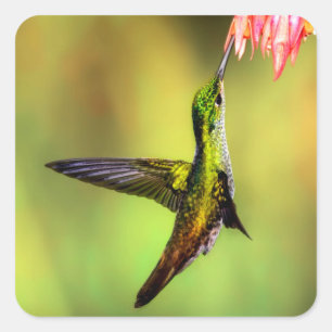 Sticker Carré Oiseau rose de colibri