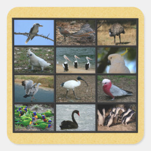 Sticker Carré Oiseaux australiens