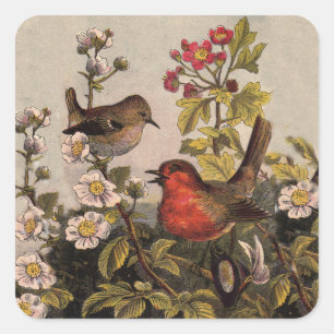 Sticker Carré Oiseaux chanteurs Robin printanier vintage Botaniq