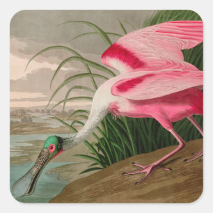 Sticker Carré Oiseaux d'Amérique de spatule de rose Audubon Imp