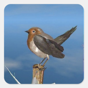 STICKER CARRÉ OISEAUX HYPER / ROBIN BREAST ROUGE