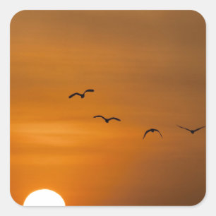Sticker Carré Oiseaux volant au coucher du soleil