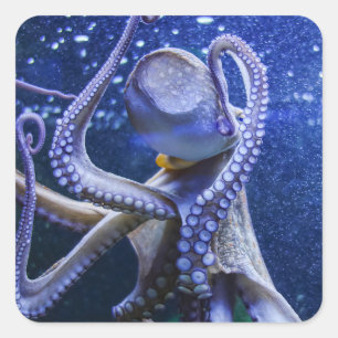 Sticker Carré Oktopus Kraken Tintenfisch en blauen Blubberblasen