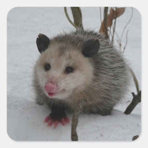 Sticker Carré Opossum