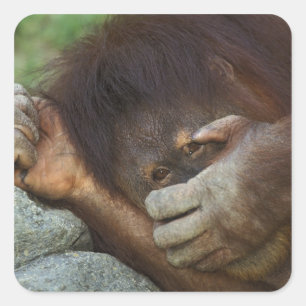 Sticker Carré Orang-outan de Sumatra, Pongo pygmaeus