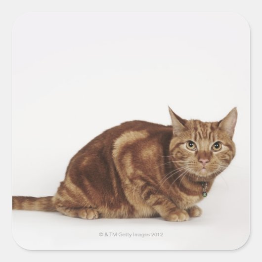 Sticker Carré Orange Tabby (Devant)