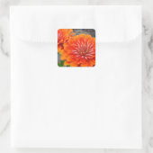 Sticker Carré Orange Zinnia (Sac)