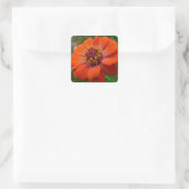 Sticker Carré Orange Zinnia Fleur sauvage Nature Florale (Sac)