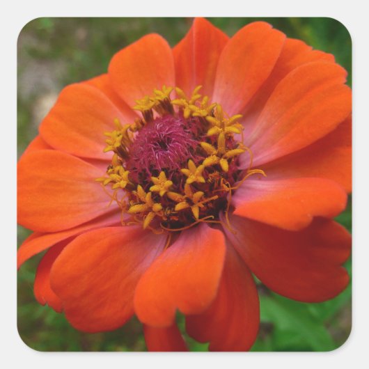 Sticker Carré Orange Zinnia Fleur sauvage Nature Florale (Devant)