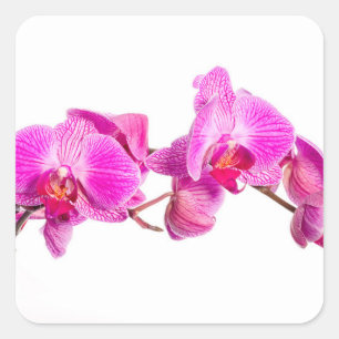 Sticker Carré Orchidée