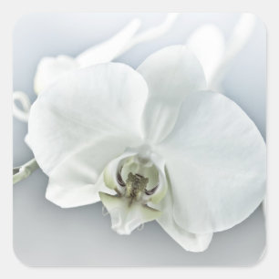 Sticker Carré Orchidée blanche Phalaenopsis