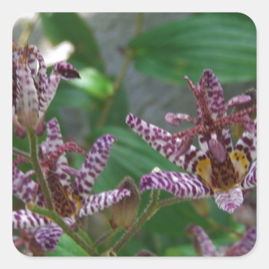 Sticker Carré Orchidée blanche rayée violette rose comme lys de  (Devant)