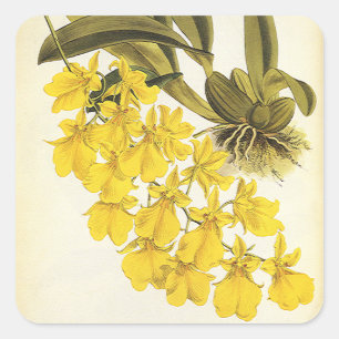 Sticker Carré Orchidée Oncidium jaune vintage, fleurs tropicales