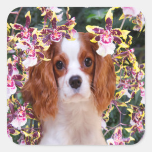 Sticker Carré Orchidées Oncidium Cavalier King Charles Autocolla