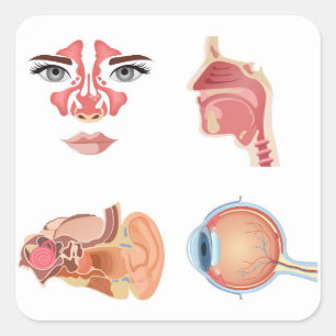 Sticker Carré Organes humains internes