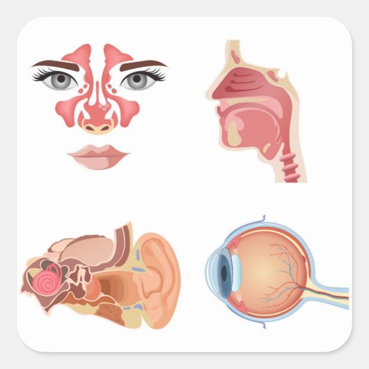 Sticker Carré Organes humains internes (Devant)