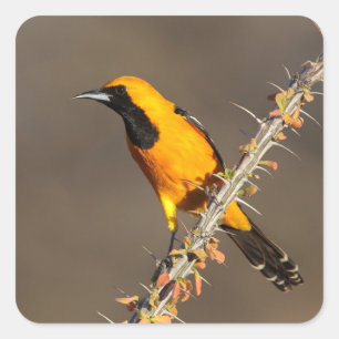 Sticker Carré Oriole à capuchon sur une branche