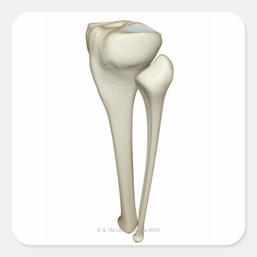 Sticker Carré Os de la jambe 4 (Devant)