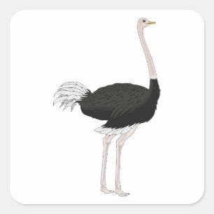 Sticker Carré Ostrich