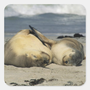Sticker Carré Otaries australiennes, Neophoca cinerea),