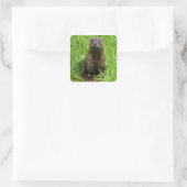 Sticker Carré Otter (Sac)