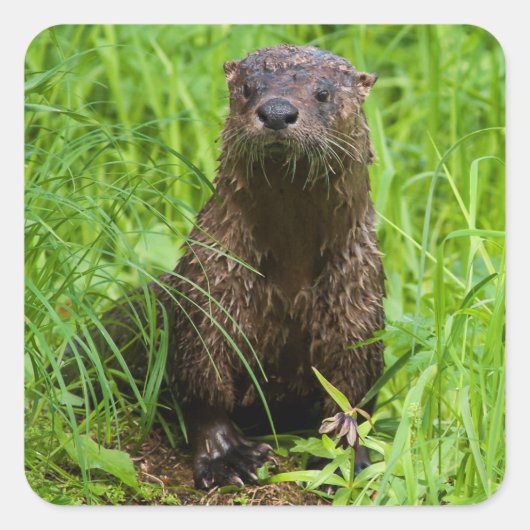 Sticker Carré Otter (Devant)