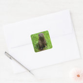 Sticker Carré Otter (Enveloppe)