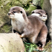 STICKER CARRÉ OTTERS