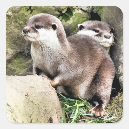 STICKER CARRÉ OTTERS (Devant)