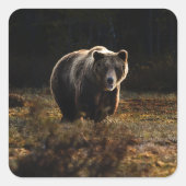 Sticker Carré Ours (Devant)