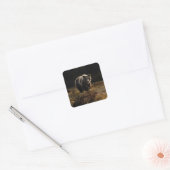 Sticker Carré Ours (Enveloppe)