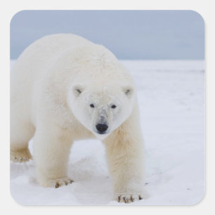 Sticker Carré ours blanc, maritimus d'Ursus, sur la glace et la