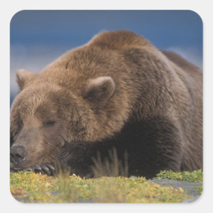 Sticker Carré Ours brun, grizzly, faisant une sieste, Katmai