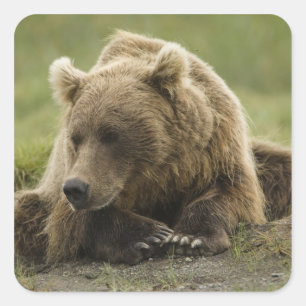 Sticker Carré Ours brun, ou Grizzly côtier, Ursus