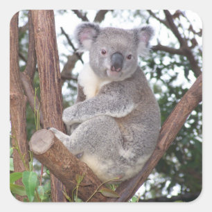 Sticker Carré Ours de Koala dans un arbre