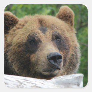 Sticker Carré Ours Grizzli De L'Alaska, Le Kodiak