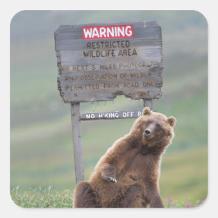 Sticker Carré Ours Grizzly Joue Avec Un Panneau