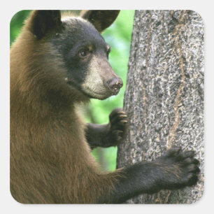 Sticker Carré Ours noir