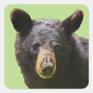 Sticker Carré Ours noir