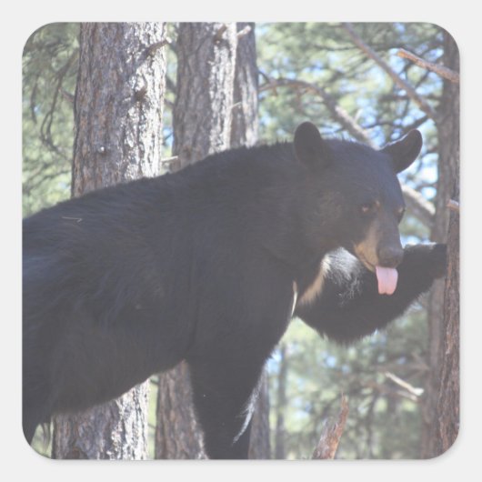 Sticker Carré Ours noir (Devant)